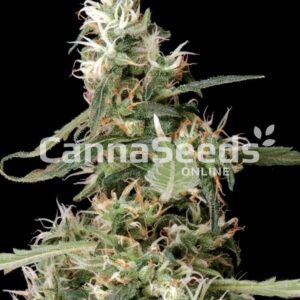 Afgooey Seeds Feminized