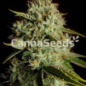 Agent Orange Seeds Feminized