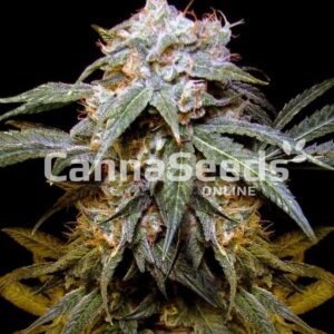Alaskan Thunderfuck Seeds Feminized