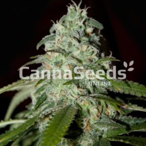 American Dream Seeds Feminized