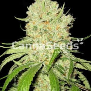 Australian Blues Seeds Feminized