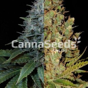 Autoflower Feminized Sativa Combo Seeds