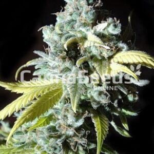 Black Jack Seeds Feminized