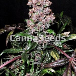 Blue Berry Seeds Feminized