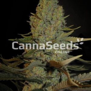 Blue Cheese Seeds Feminized