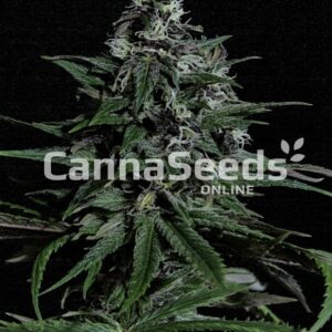 Blue Dream Seeds Feminized