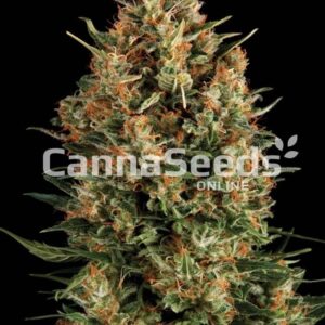 Borderliner Extreme Feminized Seeds