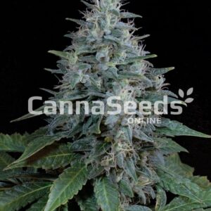 Bubba Kush Autoflower Seeds