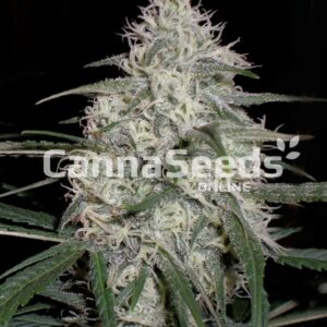 Bubblegum Seeds Feminized