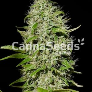 Buddha Cheese Seeds