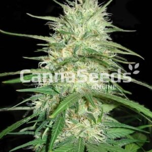 California Dream Seeds