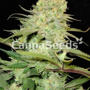 Cheese Seeds