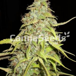 Chocolope Seeds