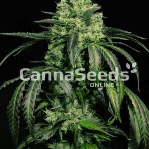 Doctor Green Feminized Seeds
