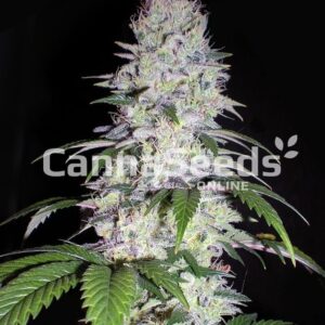 Durban Poison Seeds