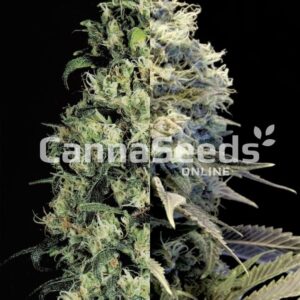 Fast Flowering Feminized Combo Seeds