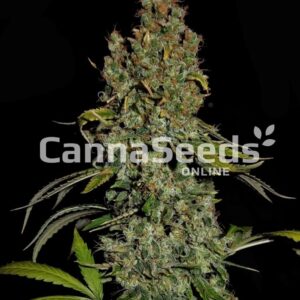 Head Cheese Seeds Feminized