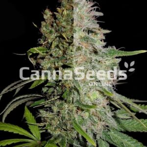 High Thc Feminized Combo Seeds