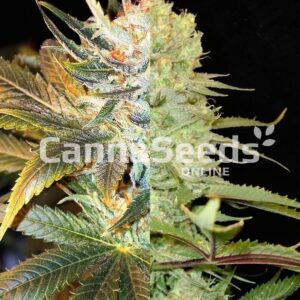High Yield Feminized Combo Seeds