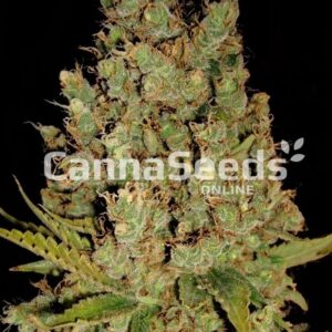 Jack Herer Seeds Feminized