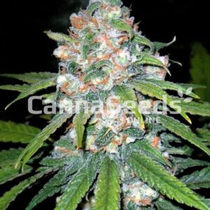 Lemon Ice Seeds Feminized