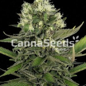 Lemon Skunk Seeds Feminized
