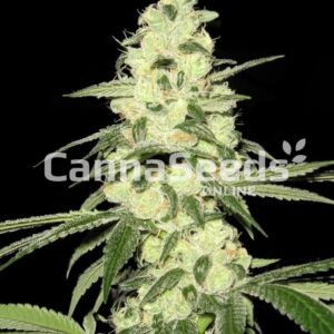Master Kush Seeds Feminized
