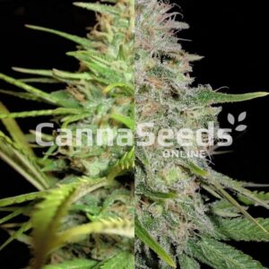 Most Popular Feminized Combo Seeds