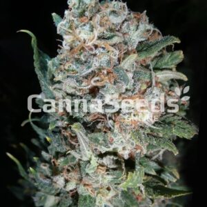 Pineapple Kush Seeds Feminized