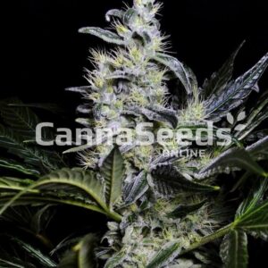 Skywalker Og Seeds Feminized