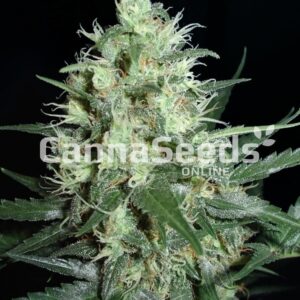Super Nova Seeds Feminized