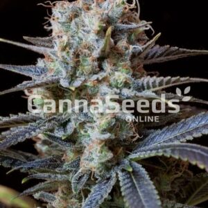 Trainwreck Seeds Feminized