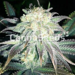 White Ice Seeds Feminized