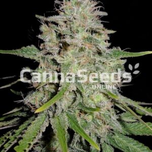 White Widow Autoflower Seeds